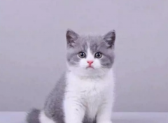 ��ƷӢ��è���� �Լҷ��� ���ֱ����� �ͼ�����