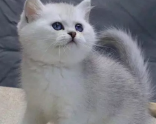 ��ƷӢ��è���� �Լҷ��� ���ֱ����� �ͼ�����